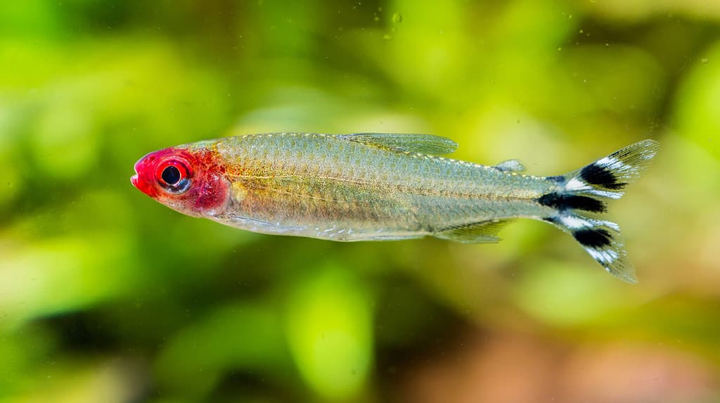 A macro shot of a rummy-nose tetra tropical fish.