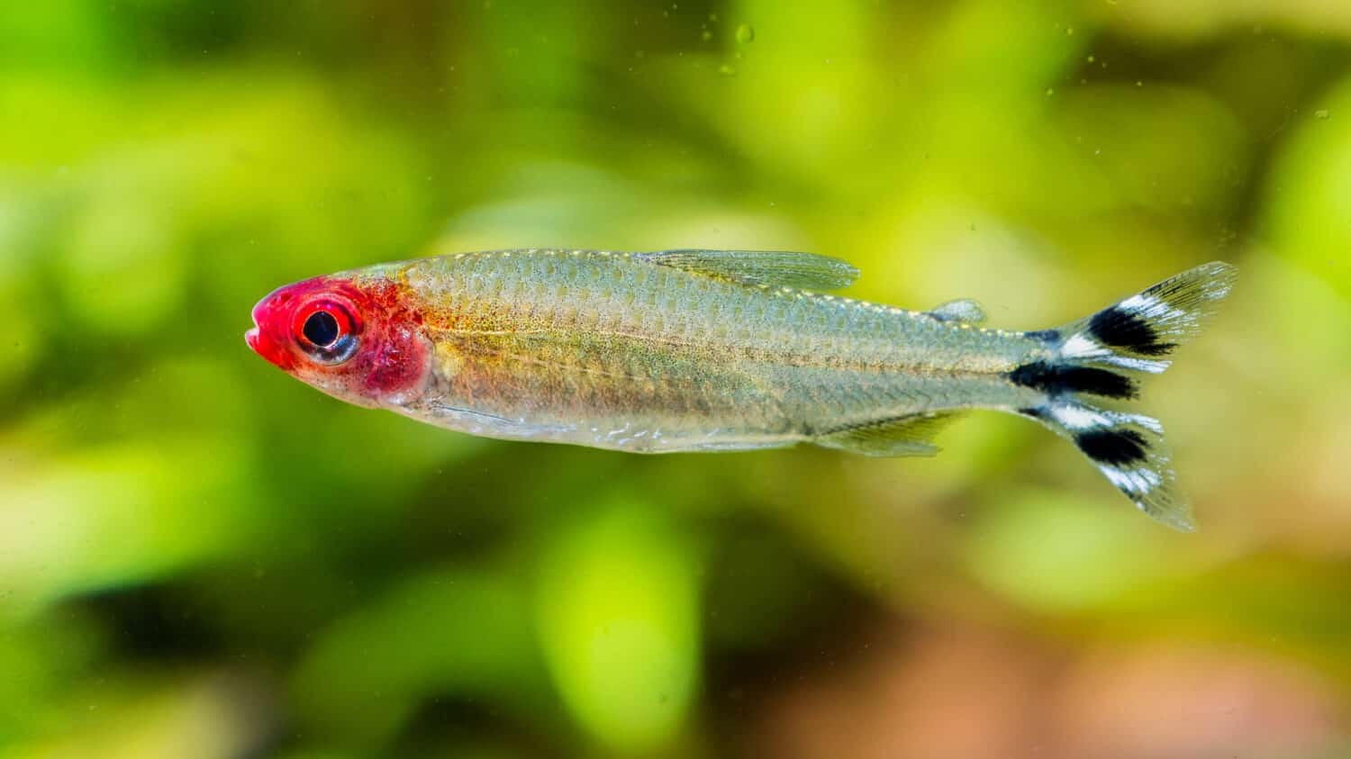 A macro shot of a rummy-nose tetra tropical fish.