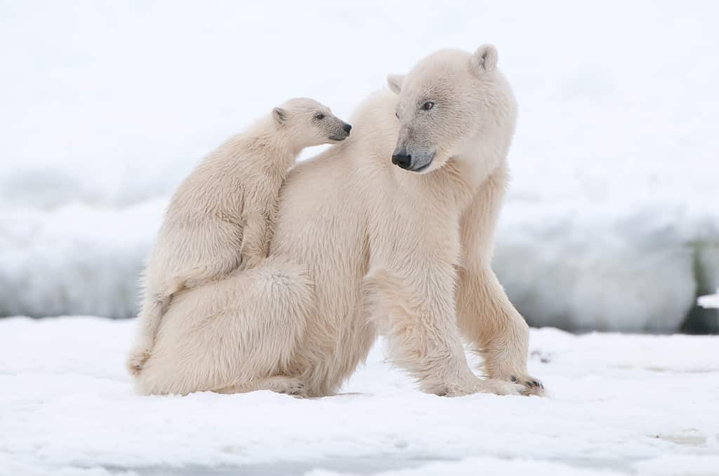 Polar bear with cub