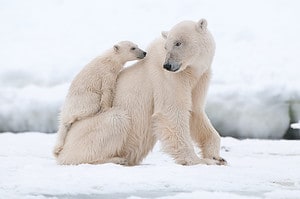 Where Do Polar Bears Live? 5 Regions and Countries You’ll Find Them Picture