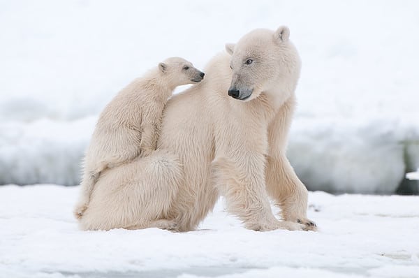 Watch a Dominant Polar Bear Take on a Huge Herd of 100+ Walruses - A-Z ...