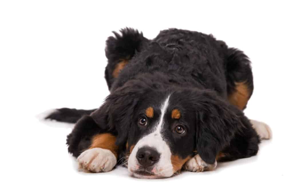 Young bernese mountain dog isolated on white background
