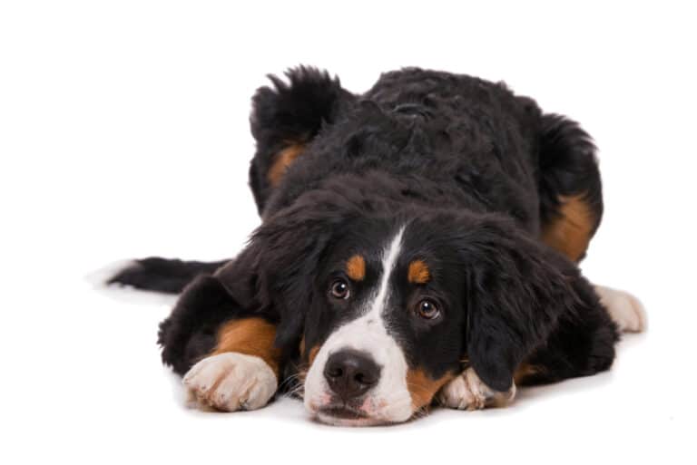 Bernese Mountain Dog puppies