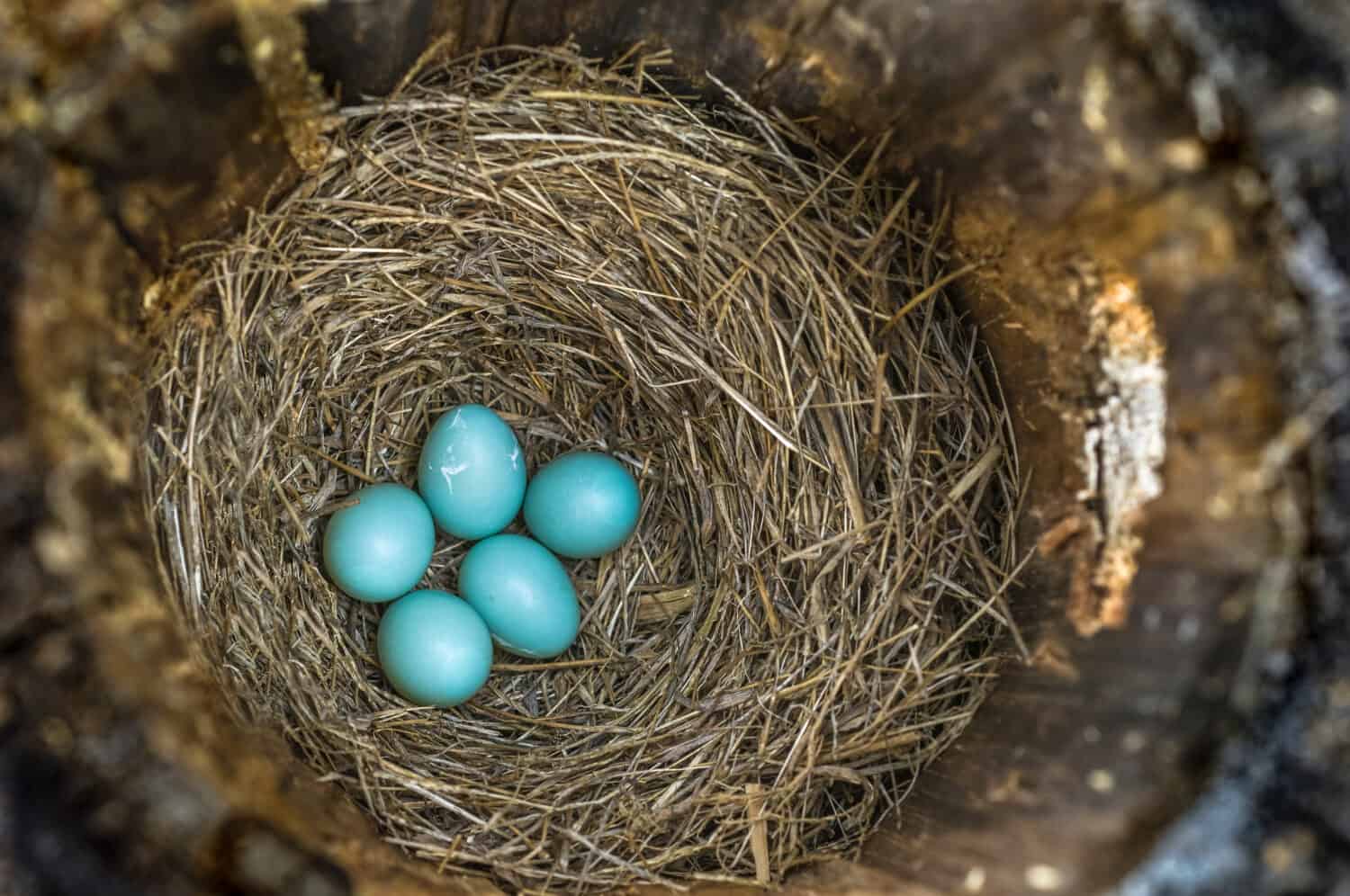 An Eastern Bluebird  ( Sialia sialis )  nest with 5 pale blue eggs.  The nest site is in a natural cavity of a hollow log cut and placed on a post.