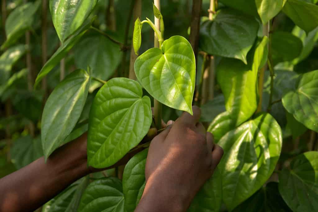 Close up of two hands of a girl tying the vines of a betel leaf plant, piper betle in a betel farm with beautiful green betel leaves in daylight and blur background