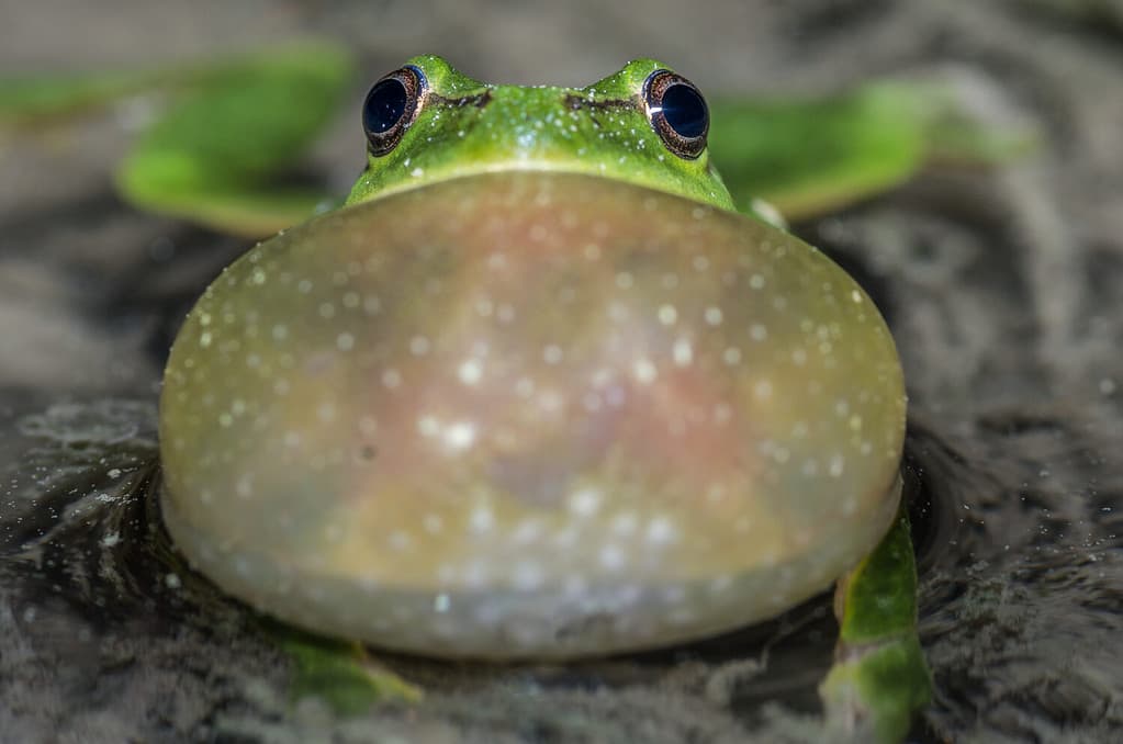 closeup frontal view on eye heigt of male european tree frog croaking loud with its big bubble sound sitting in shallow water of a pond calling for female frog to mate