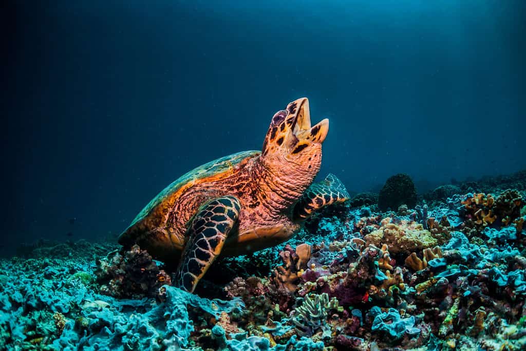 Large sea turtle resting on coral reef looking up towards the surface with its mouth wide open. Plain dark blue background