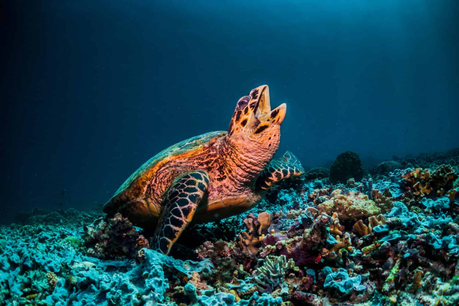 Large sea turtle resting on coral reef looking up towards the surface with its mouth wide open. Plain dark blue background