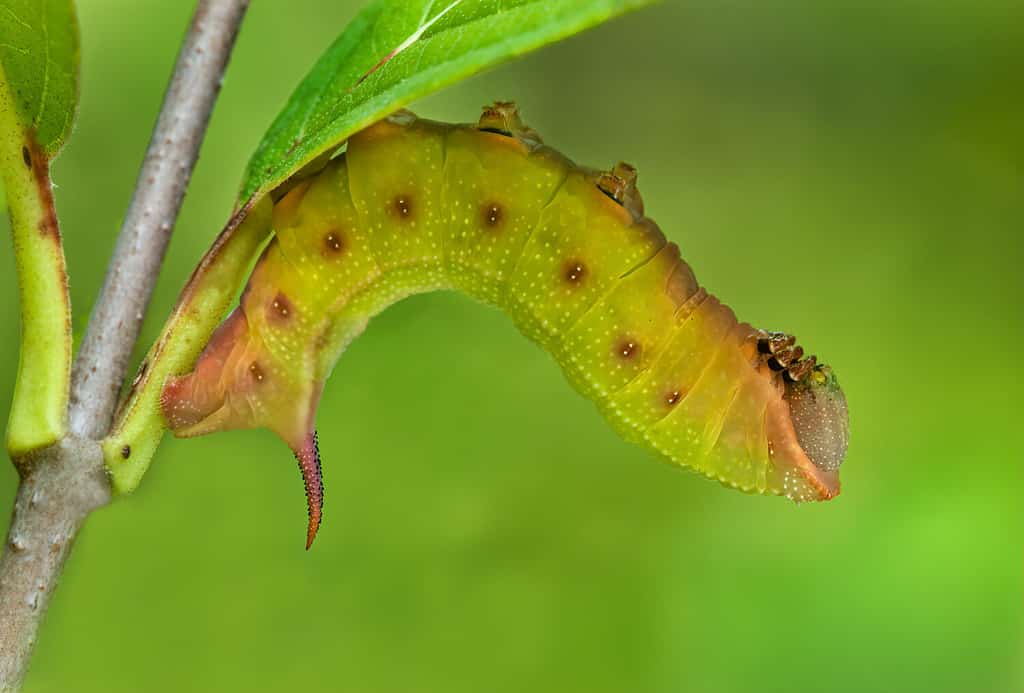 Larva (caterpillar) of hummingbird clearwing moth (Hemaris thysbe) resting on viburnum bush (Viburnum nudum)