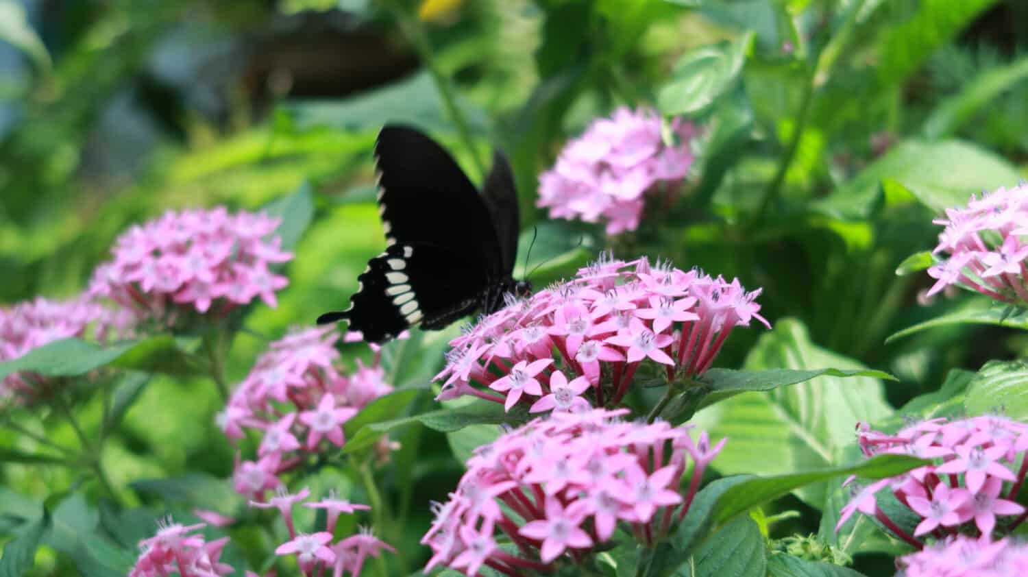 Butterfly Garden at the Changi Airport in Singapore