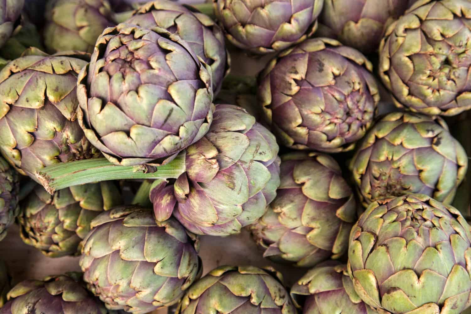 Grown in the Aquitaine Provence of France, these artichokes were being sold at the Bergerac open air market in the spring.