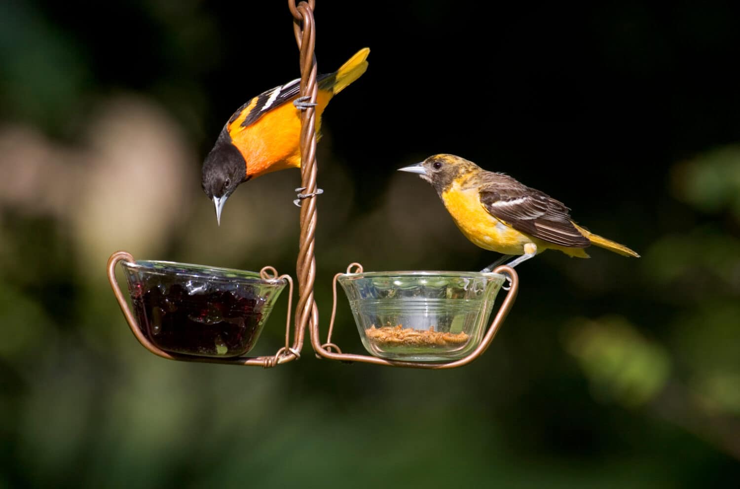 Baltimore Orioles (Icterus galbula) male and female on grape jelly and mealworm feeder, Marion, Illinois, USA.