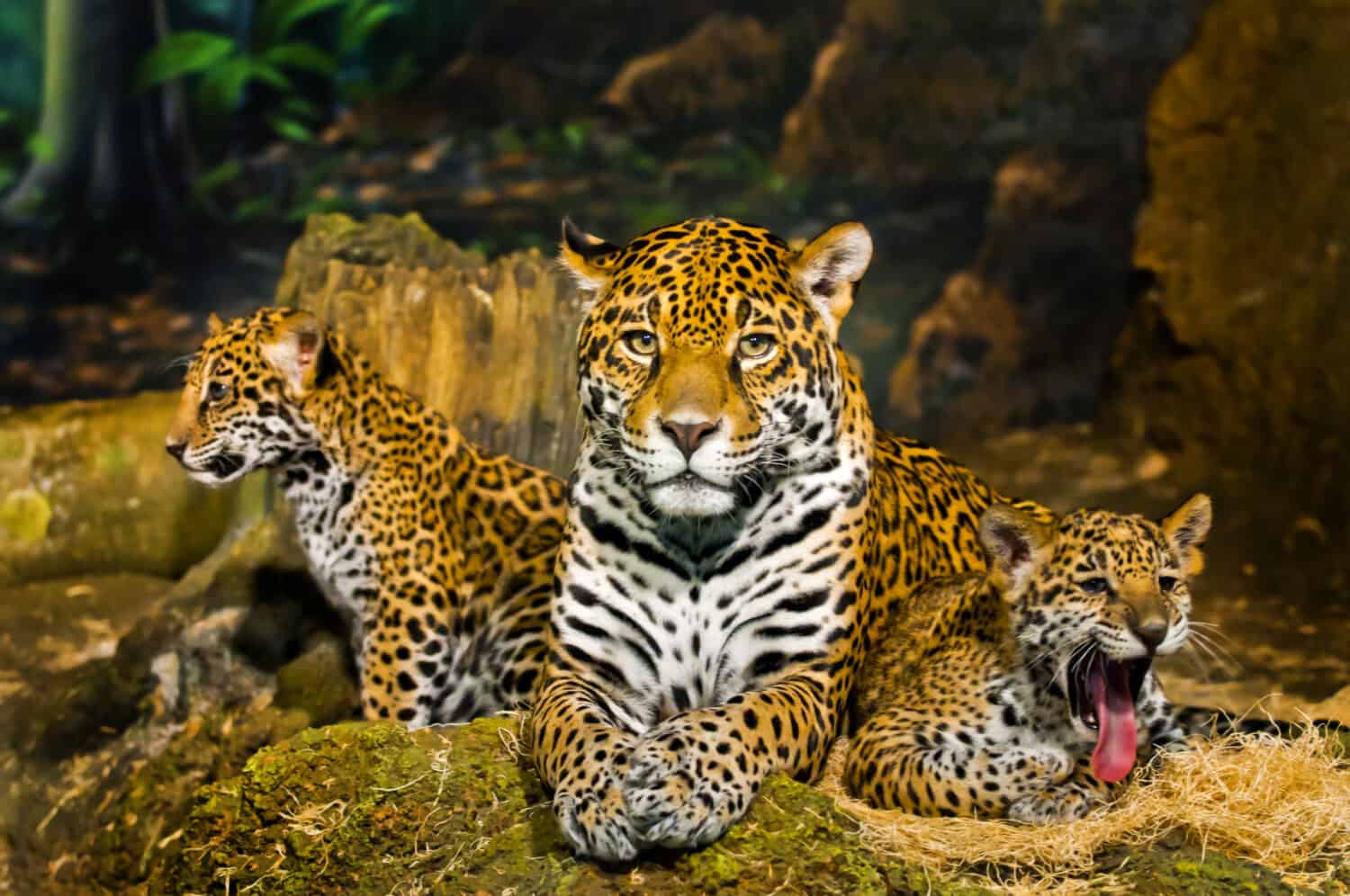 Two little Jaguar Cubs One yawning another looking left while mother looking straight into the camera