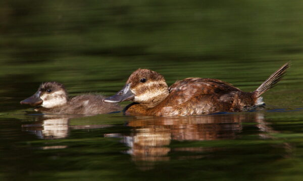 What Is Ruddy Ruddy Duck Animal Facts - Oxyura jamaicensis - A-Z Animals
