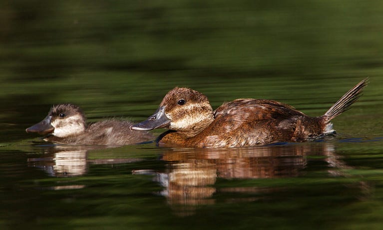 Ruddy Duck female with baby duckling (selective focus on the adult) swimming in wetland habitat, Oxyura jamaicensis