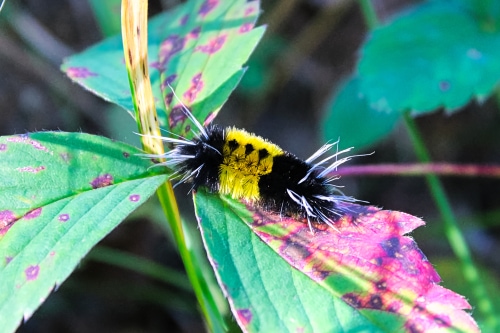 A yellow and black spotted tussock caterpillar crawls on leaves