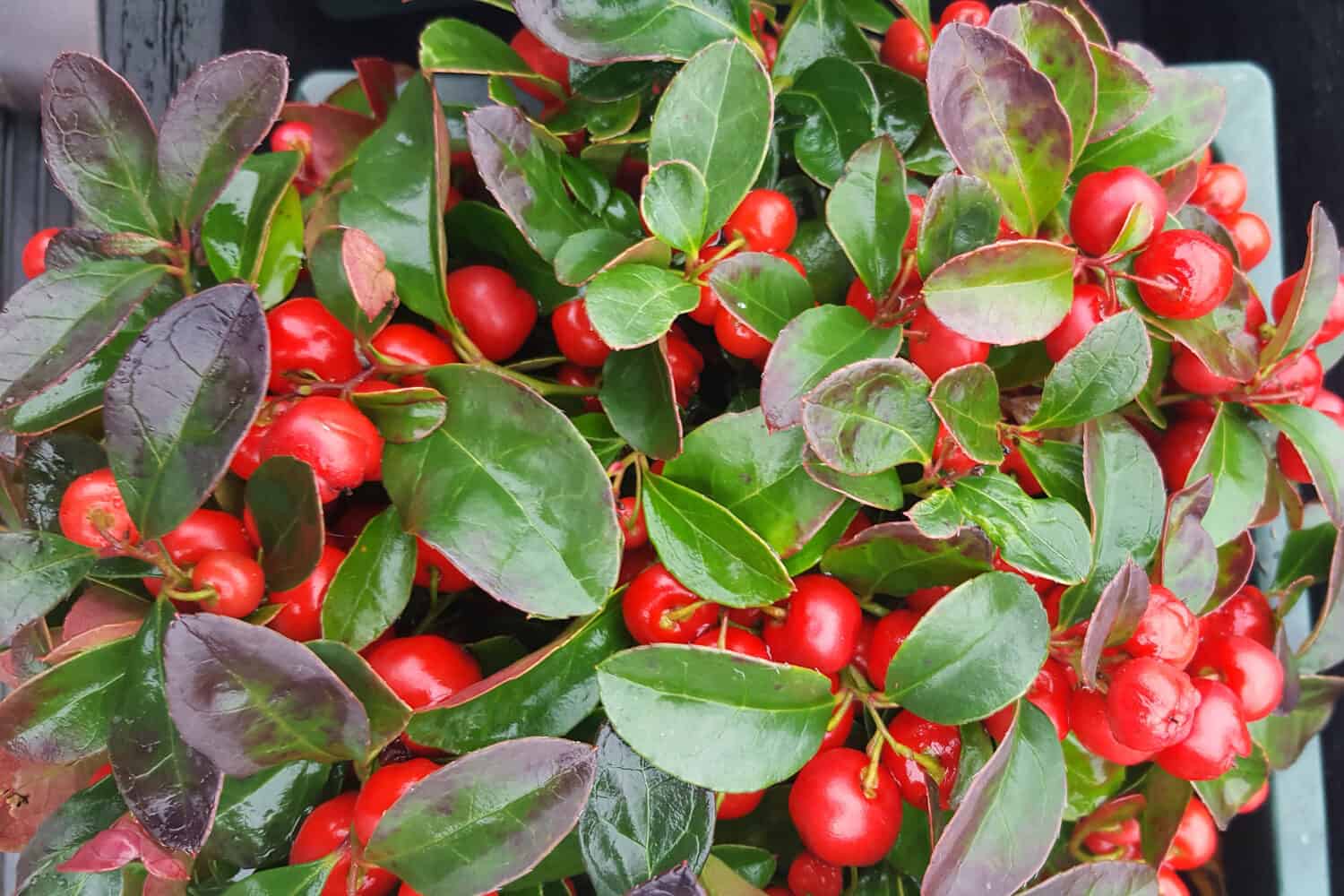 Teaberry (Gaultheria procumbens) with berries