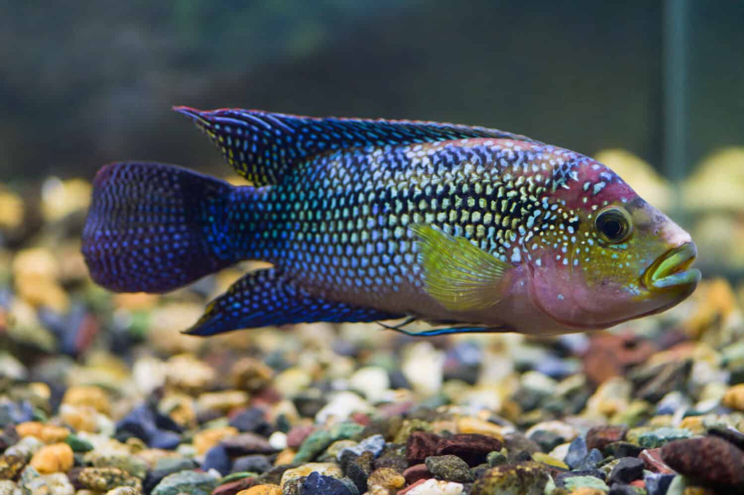 Cichlasoma octofasciatum (Rocio octofasciata). Fish Cichlasoma eight-lane closeup floats in the transparent aquarium