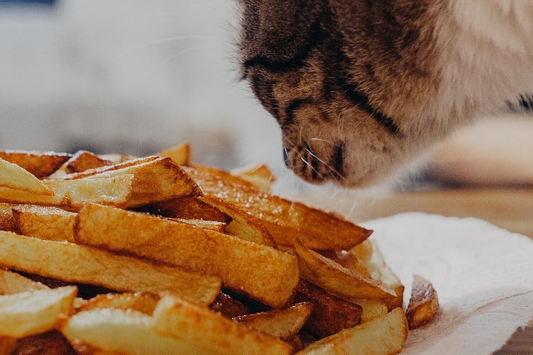 cat eating french fries