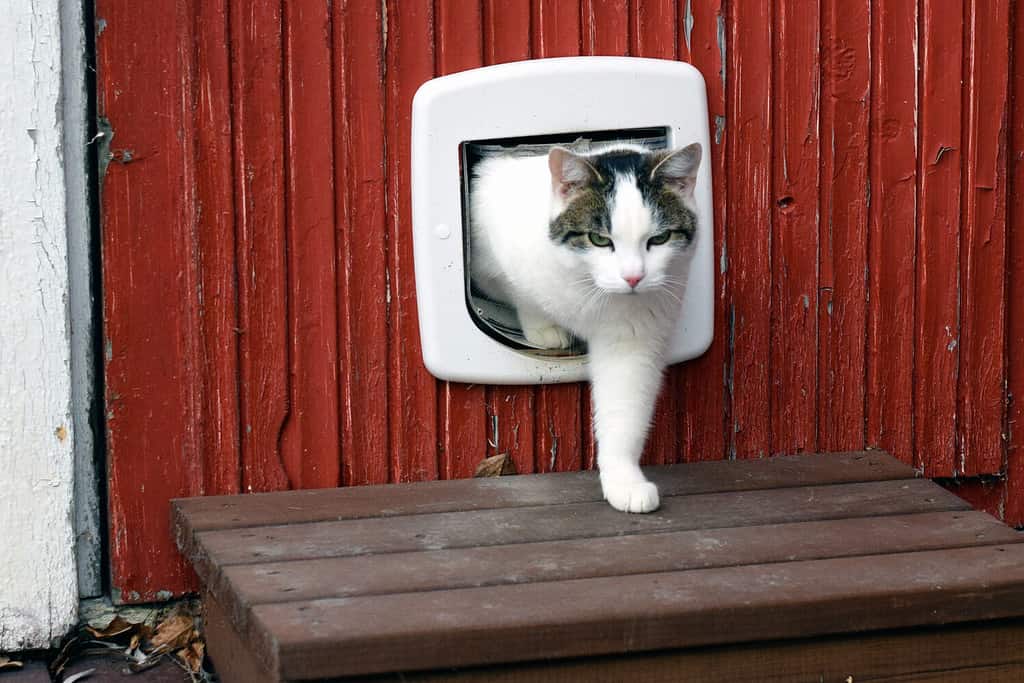 Domestic cat using cat flap and comes out independently.