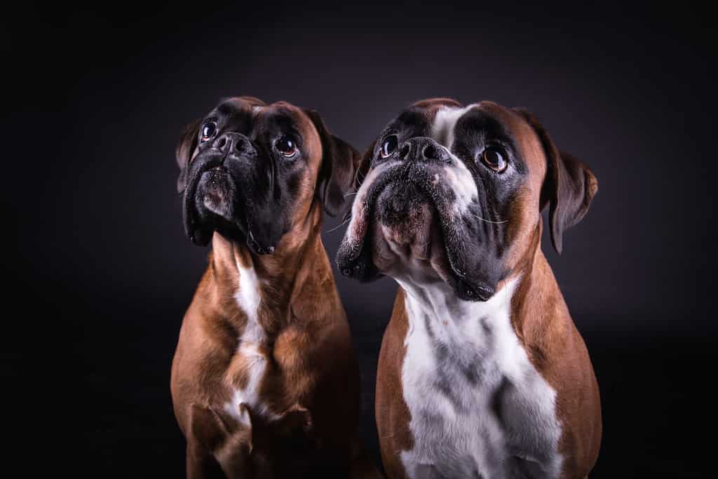 adorable young group of two deutscher boxers dog in the photo studio on black background