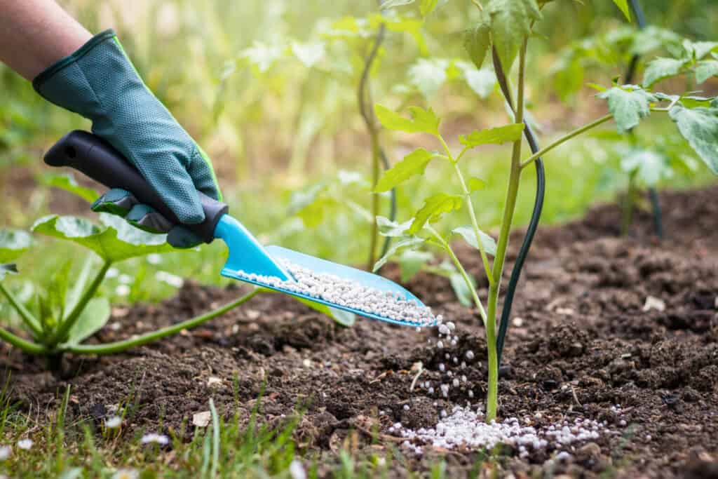 Farmer giving granulated fertilizer to young tomato plants. Gardening in vegetable garden