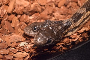 See the Amazing Two-Headed Snake Back on Display in Texas Picture