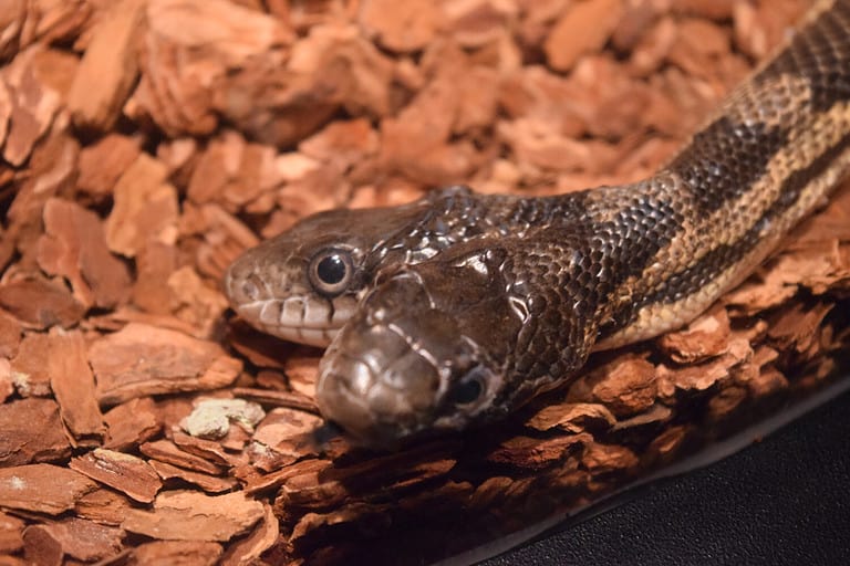 Double Headed Snake
