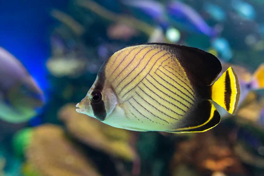 Vagabond butterflyfish (Chaetodon vagabundus) - coral fish