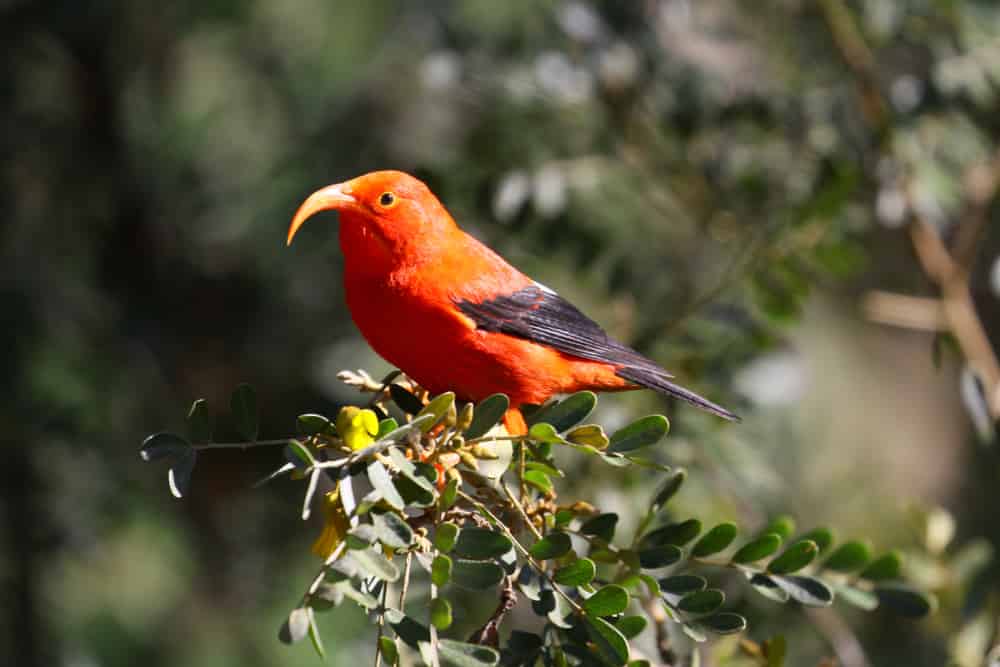 The ʻiʻiwi (Drepanis coccinea, pronounced /iːˈiːviː/, ee-EE-vee), or scarlet honeycreeper is a "hummingbird-niched" species of Hawaiian honeycreeper