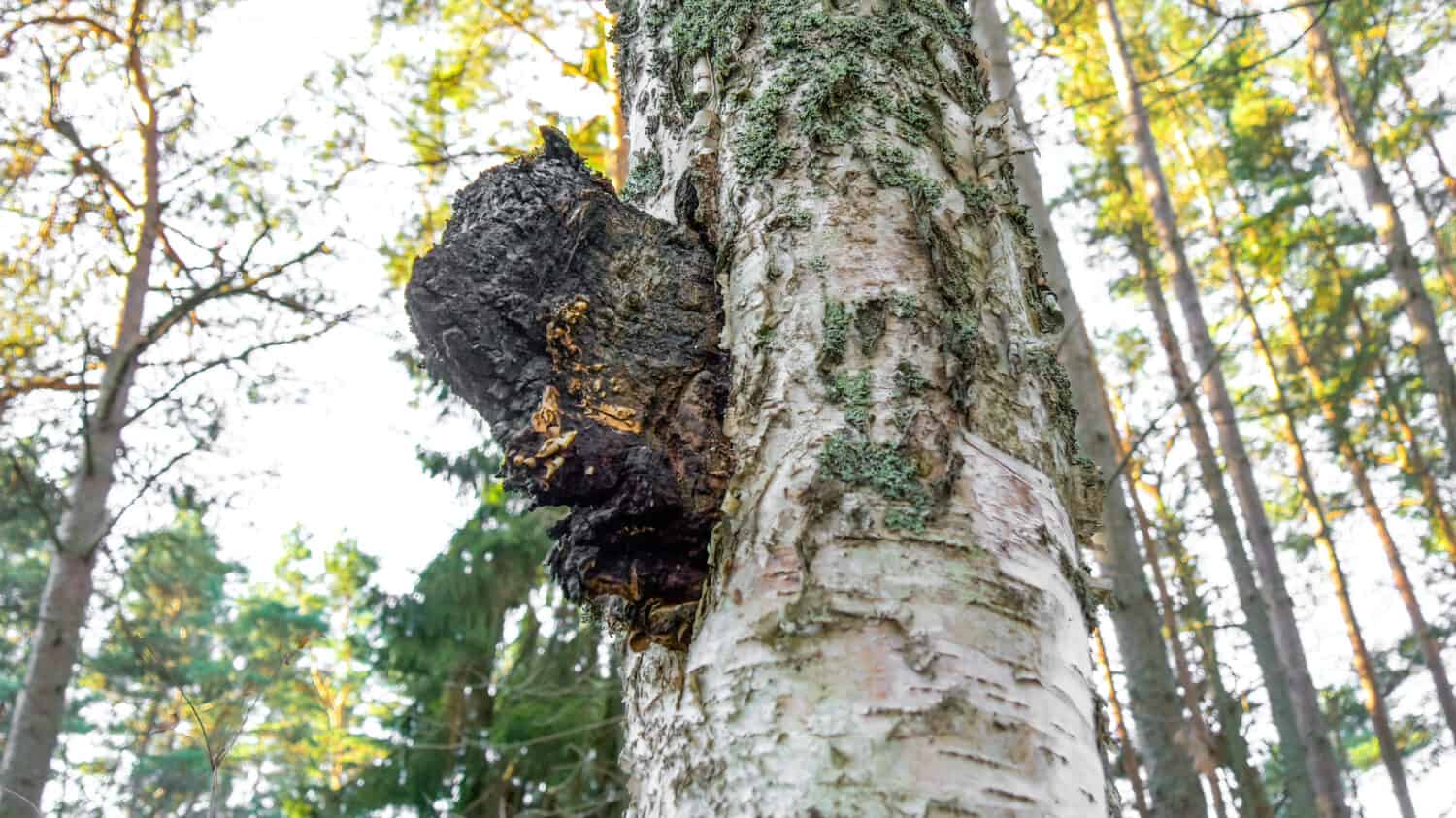 A black chaga mushroom on a birch tree. Inonotus obliquus commonly known as chaga mushroom is a fungus in Hymenochaetaceae family. It is parasitic on birch and other trees.