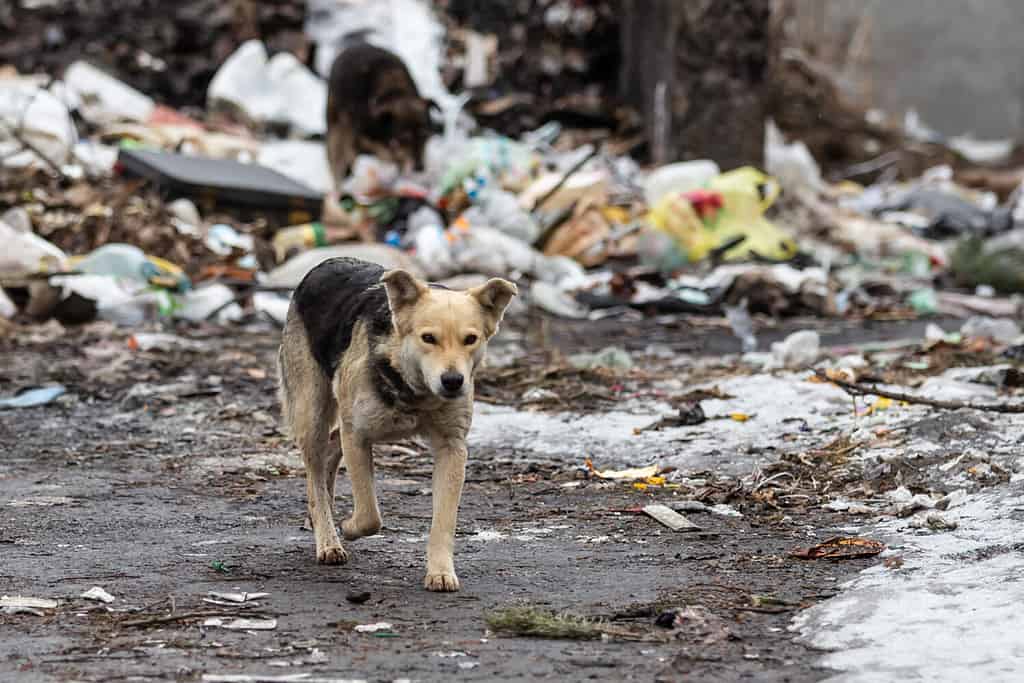 unhappy stray dogs feed at a city garbage dump