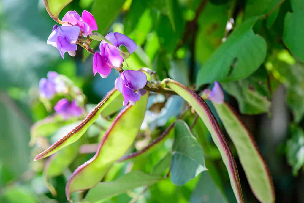 Lablab purpureus (Hyacinth bean, Dolichos bean, Seim bean, Egyptian kidney bean, Australian pea) ; Fresh flat pods clinging on stalk, together with crimson & white flowers.