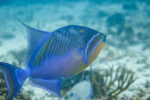 Closeup of neon blue Queen Trigger fish on reef