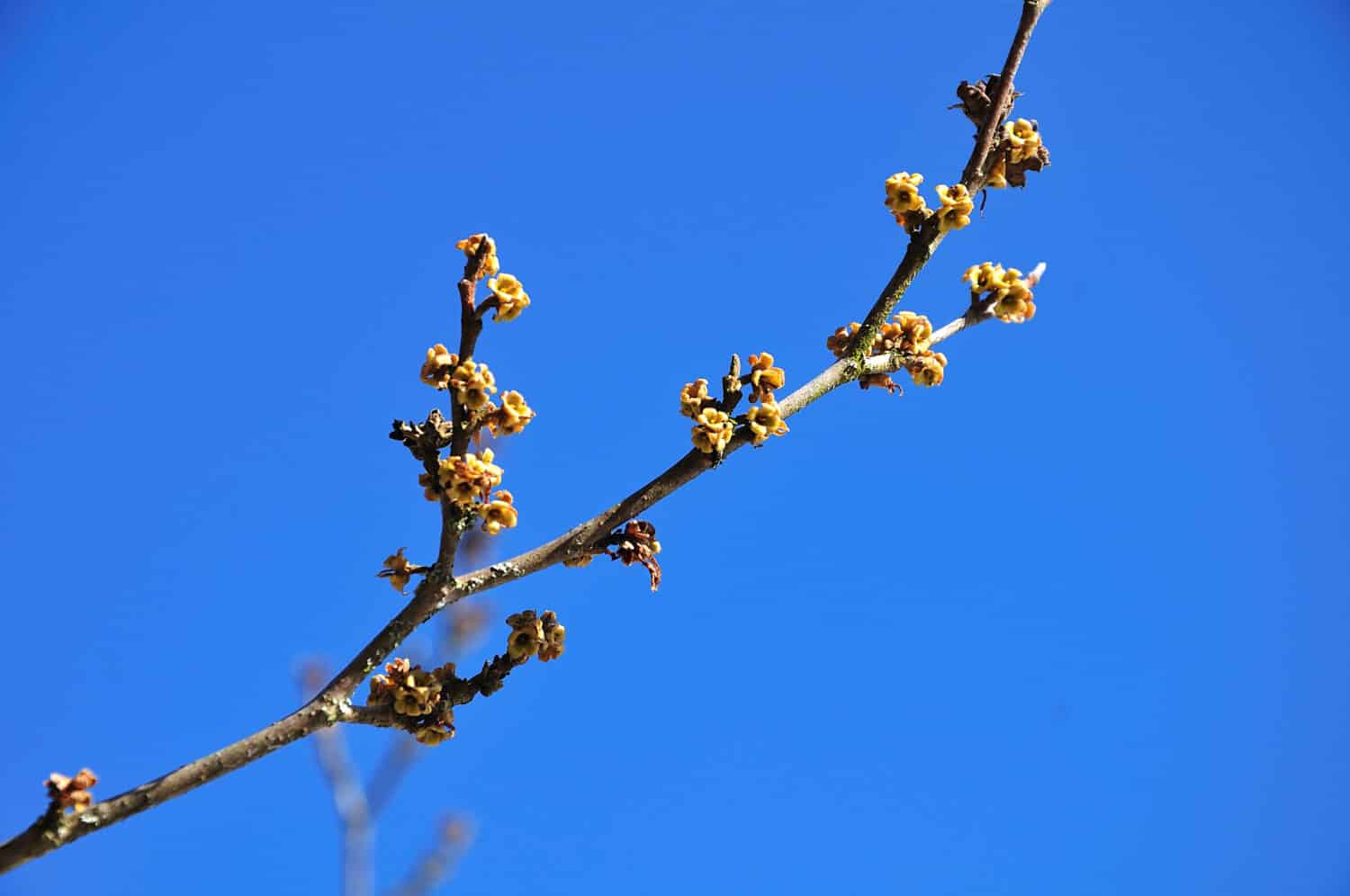 close-up of a twig of a virginian witch-hazel in february with yellow flowers