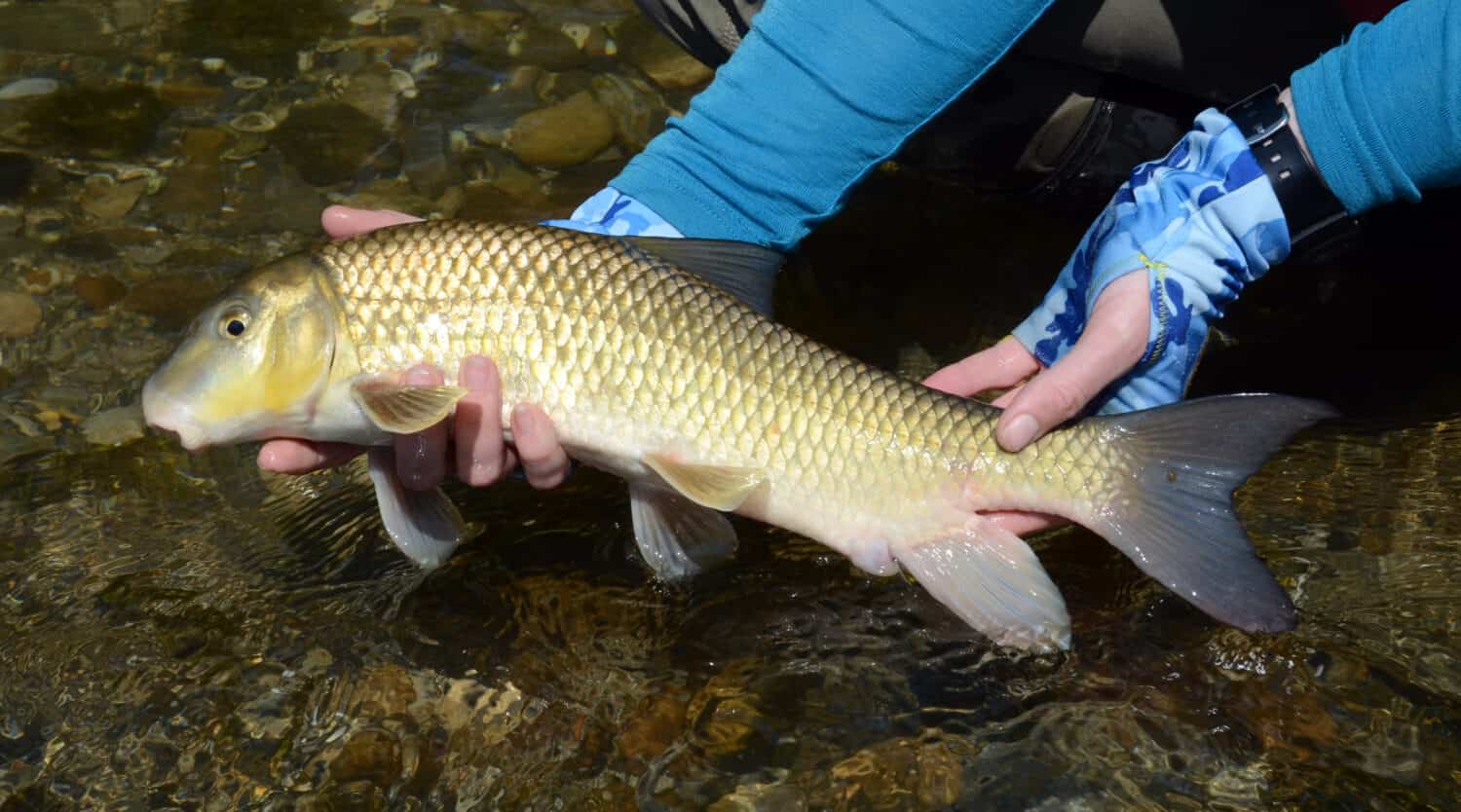 A large female golden redhorse fish being released back into the river