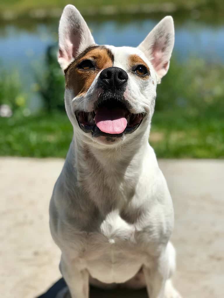 Pit bull and corgi mix might just be the cutest thing on earth.