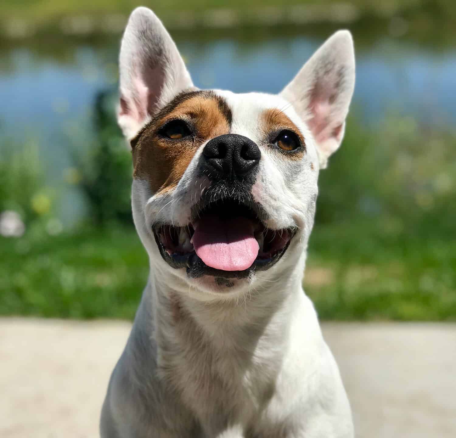 Pit bull and corgi mix might just be the cutest thing on earth.