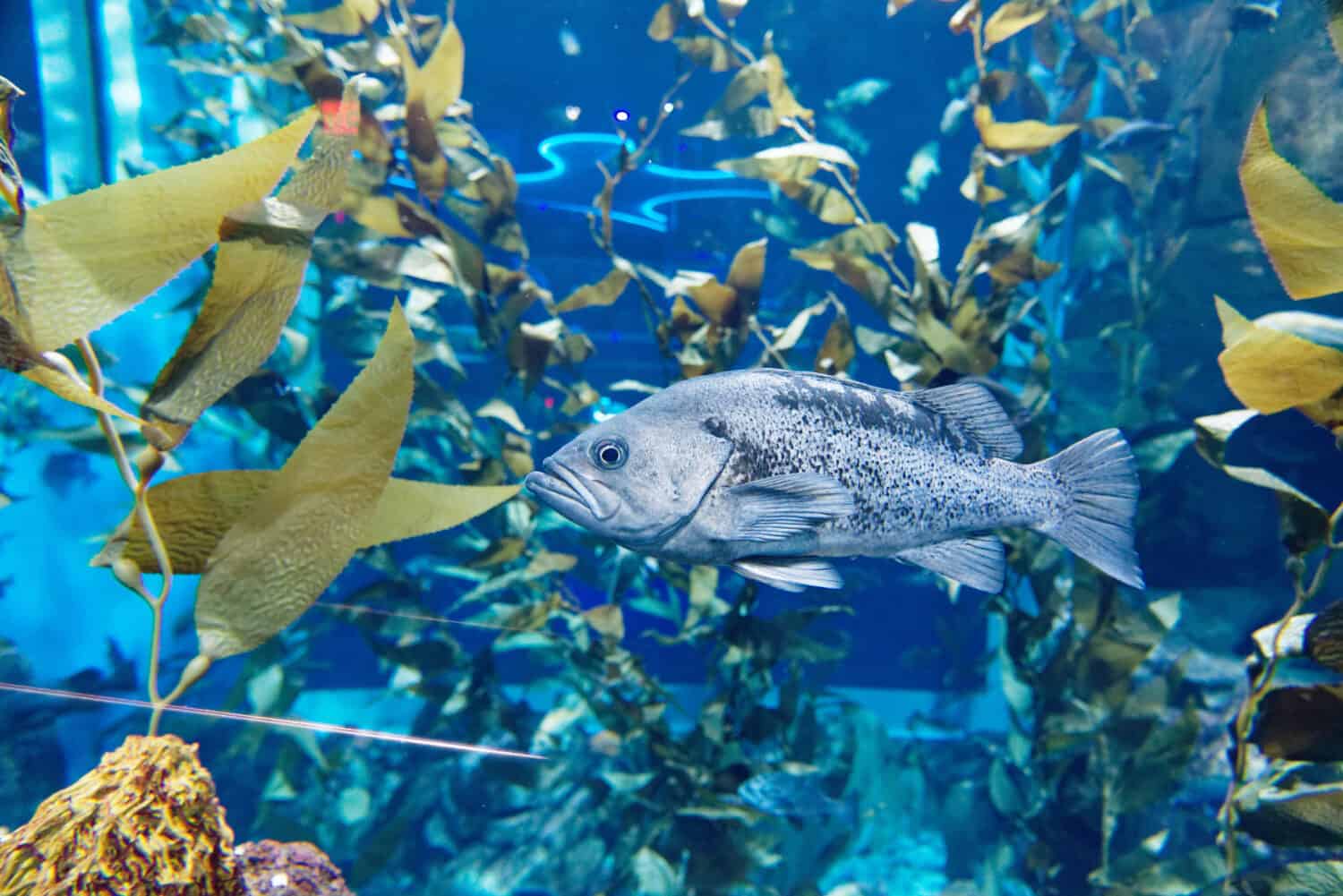 A Blue Rockfish (Sebastes mystinus) inside Ripley's Aquarium of Canada, Toronto, Ontario