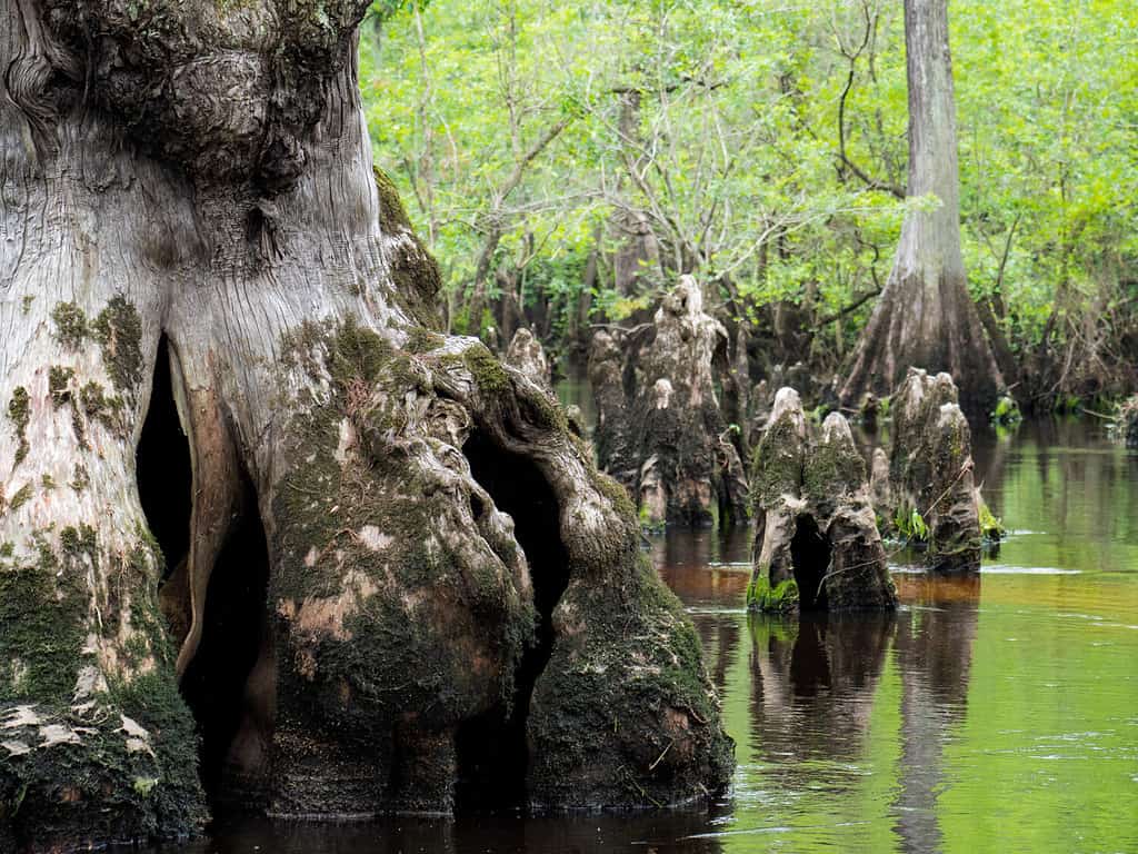 The Mysterious Three Sisters Swamp off of the Black River in North Carolina is the home of the oldest recorded Bald Cypress trees in the world