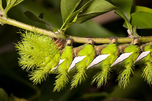Hairy Caterpillar
