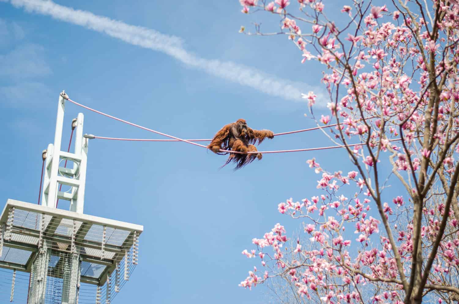 a monkey on the rope. Smithsonian National Zoological Park. Orangutan