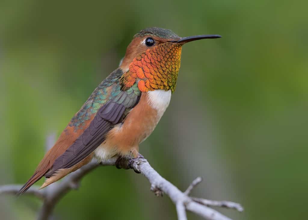 Beautiful male Allen's hummingbird perched, side view.