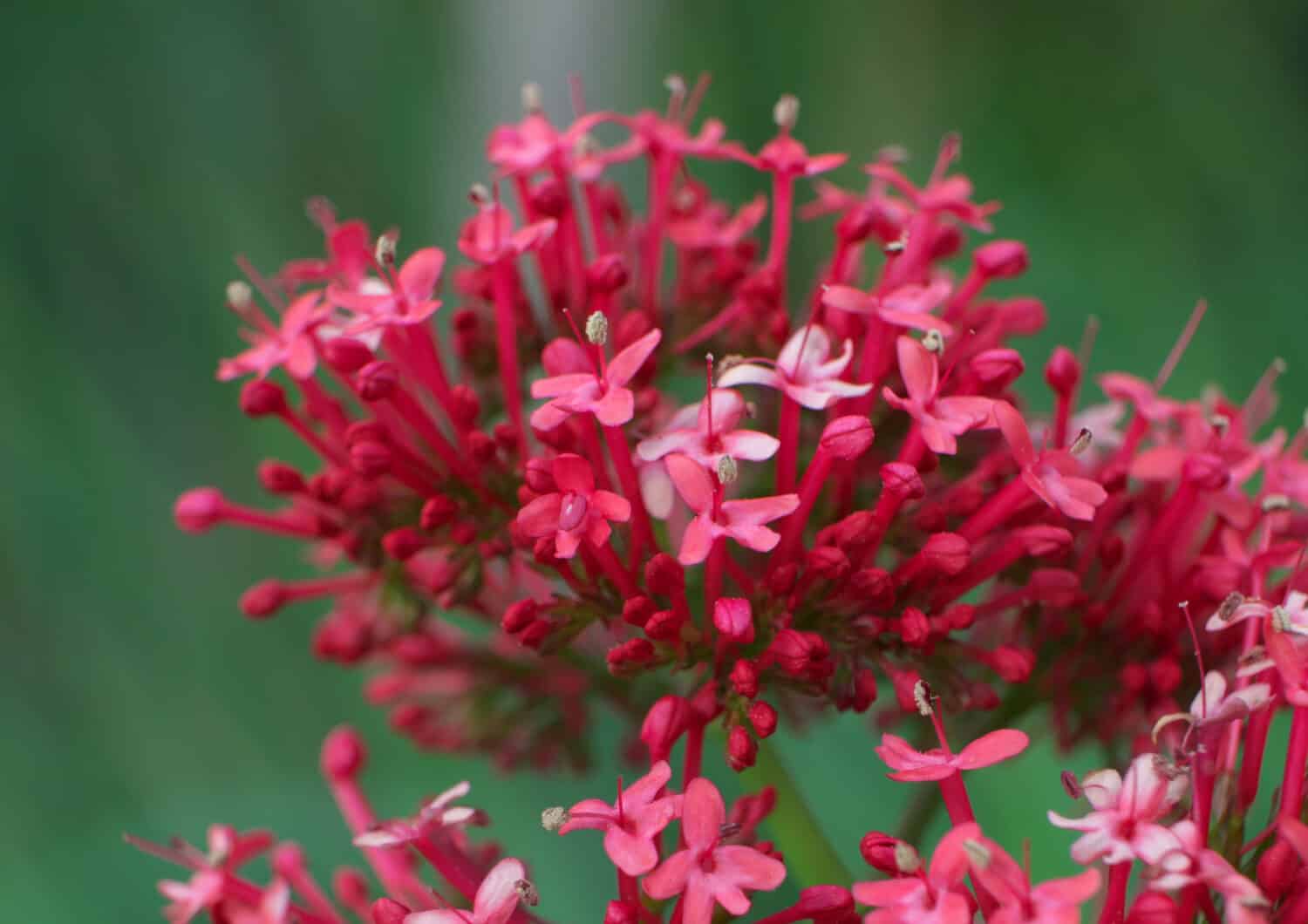 Red Valerian in flower, macro