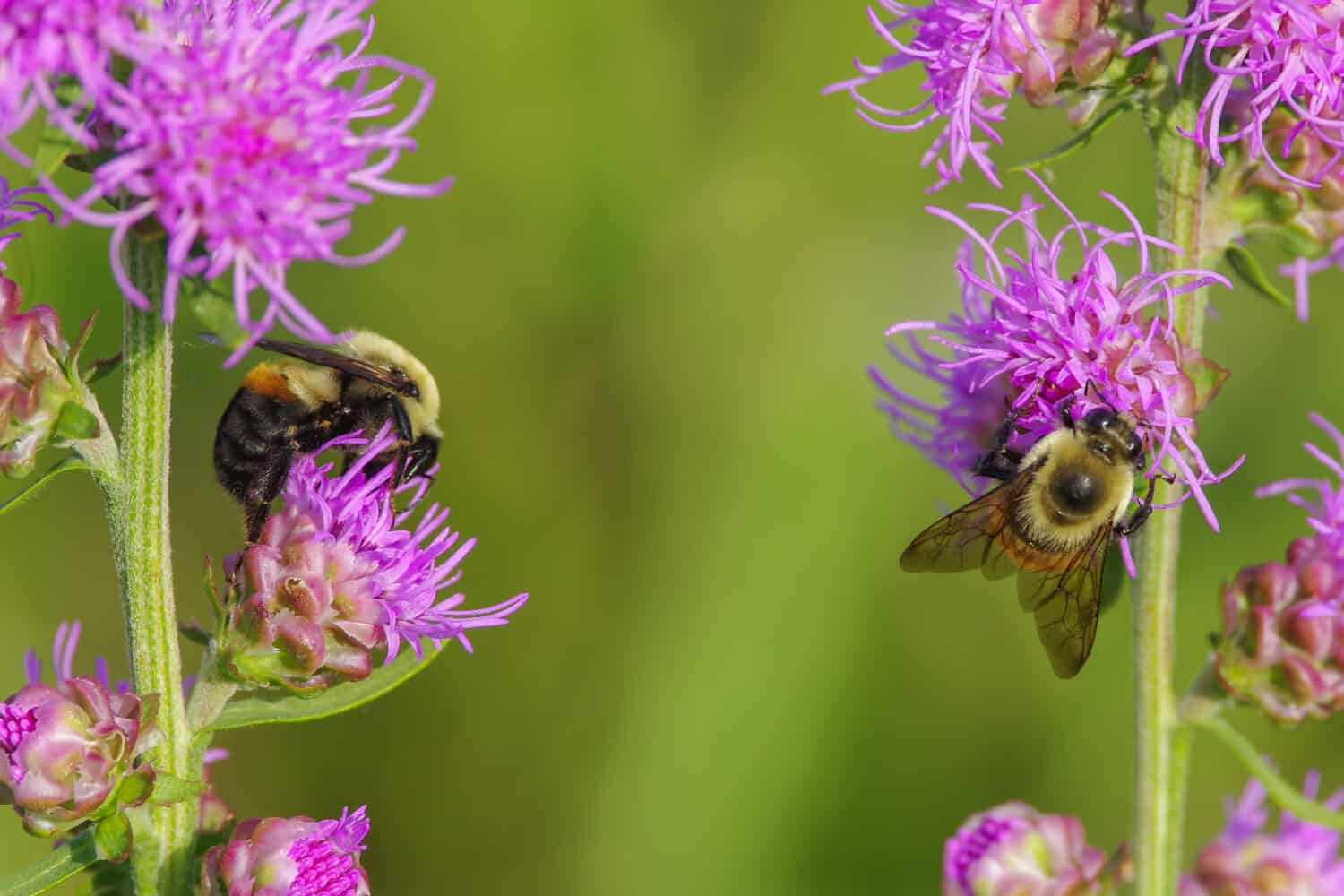 Furry cute bumble bees feeding and pollinating on what I believe is a purple rough blazing star flower - smooth green background - in Crex Meadows Wildlife Area in Northern Wisconsin