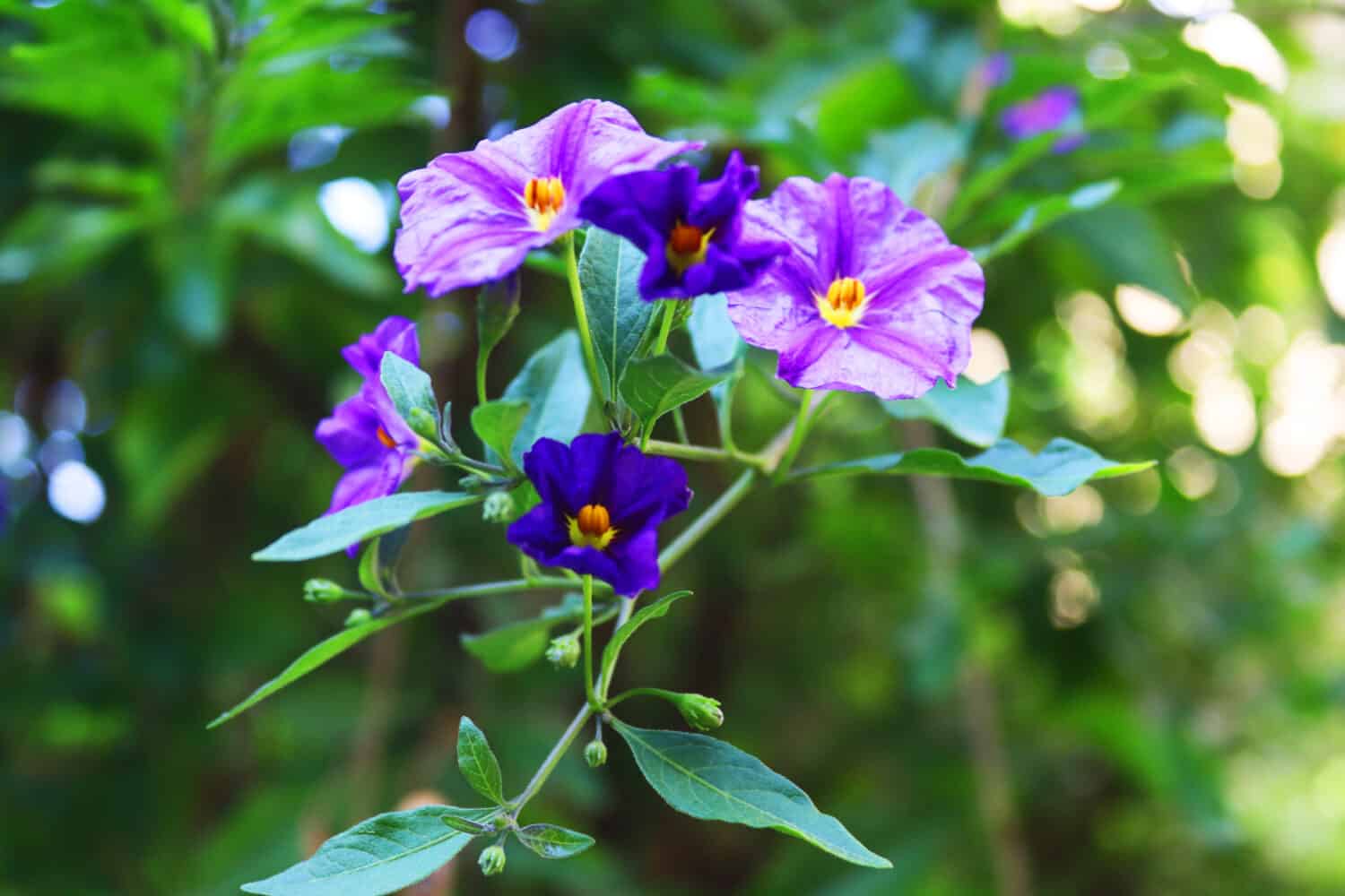 Purple nightshade, Solanum xanti  flower