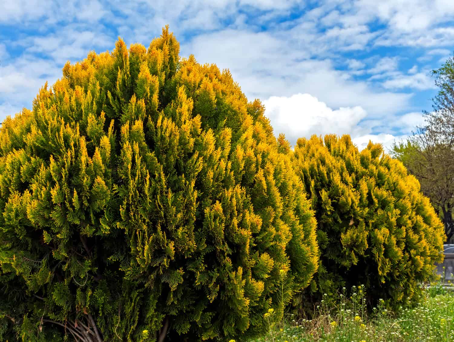 Thuja western 'Golden Globe' against the background of blue sky with clouds.