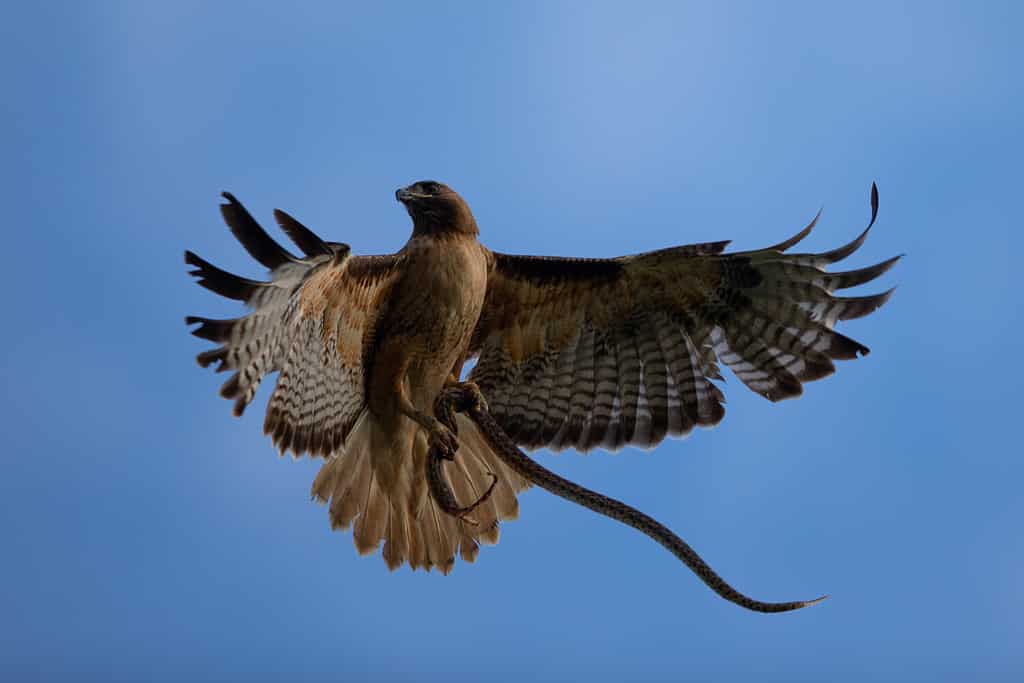 Very close view of a red-tailed hawk with a garter snake in its talons, seen in the wild in North California