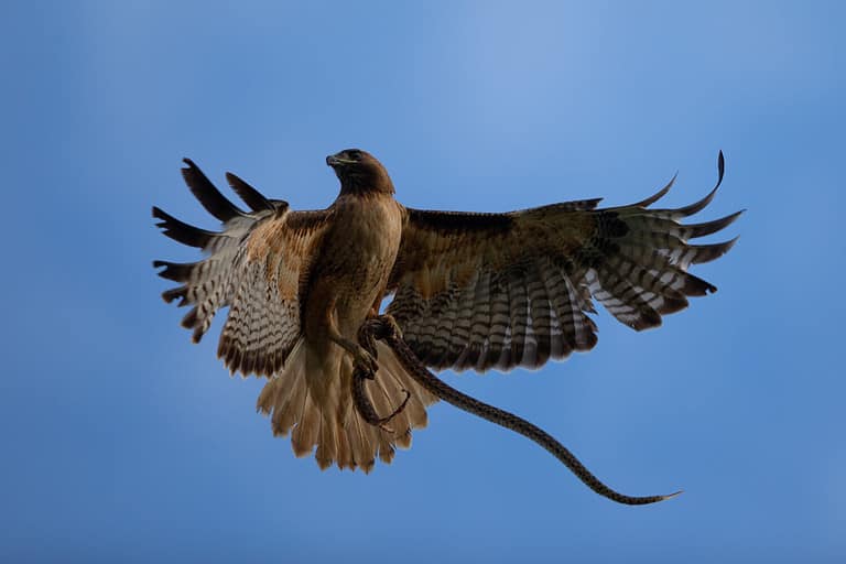 Very close view of a red-tailed hawk with a garter snake in its talons, seen in the wild in North California