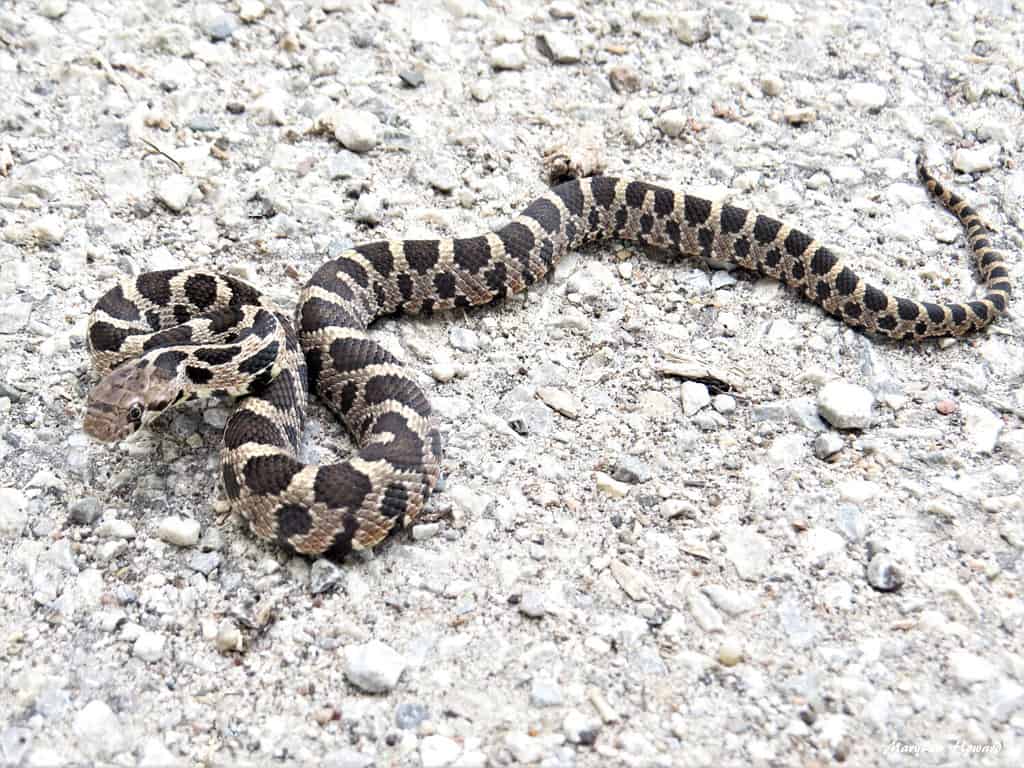 A beautiful Eastern Fox Snake slithers along a limestone road on a summer day.
